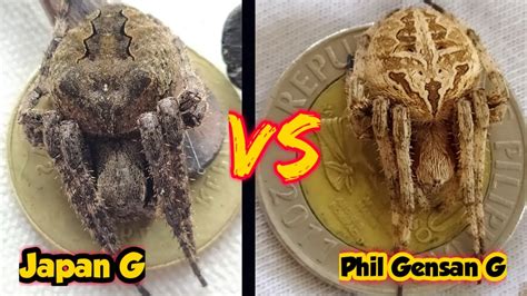 fighting spiders philippines